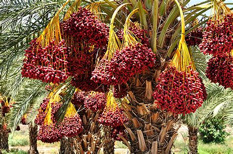 Medjool Dates Tree