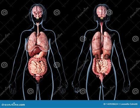 Woman Anatomy Internal Organs, Rear and Front Views Stock Illustration - Illustration of ...