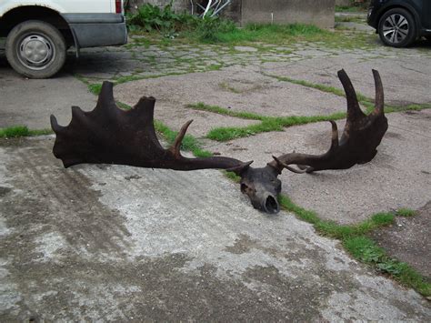 Fishermen Haul in Monstrous Skull and Antlers of Extinct Irish Elk | Live Science