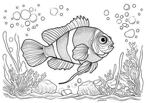 Simple Fish Coloring Pages For Adults