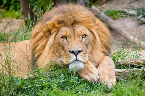 Lion Fun for Kids: Facts & Coloring Page Activities