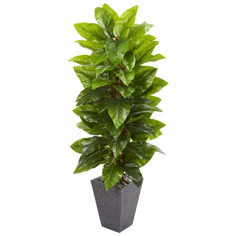 plant 5
