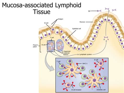 PPT - Immune System PowerPoint Presentation, free download - ID:684418