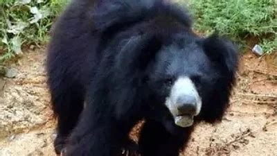 Bear Mauls Three Villagers To Death In MP's Sidhi; Four Critically ...