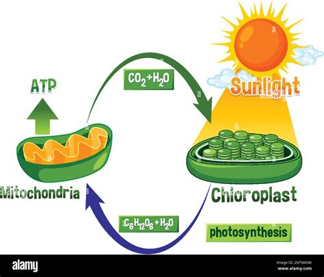 Illustration du schéma de photosynthèse et de respiration cellulaire Image Vectorielle Stock - Alamy