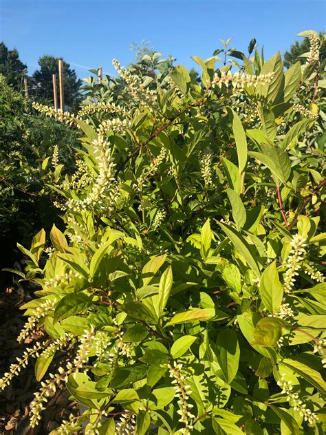 Itea v. 'Little Henry' - Sweetspire | Lauren's Garden Service & Native ...