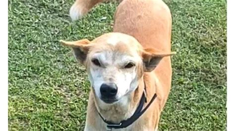 Petition · Smuggling of community dogs for meat trade from Assam ...