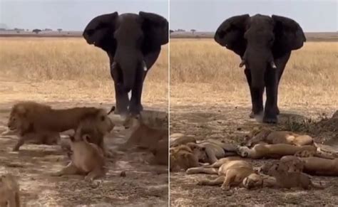 पेड़ के नीचे आराम से लेटा था शेरों का झुंड, पास जाकर हाथी ने भरी हुंकार ...