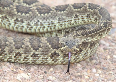 Víbora de cascabel del altiplano (Crotalus scutulatus) - Picture Nature