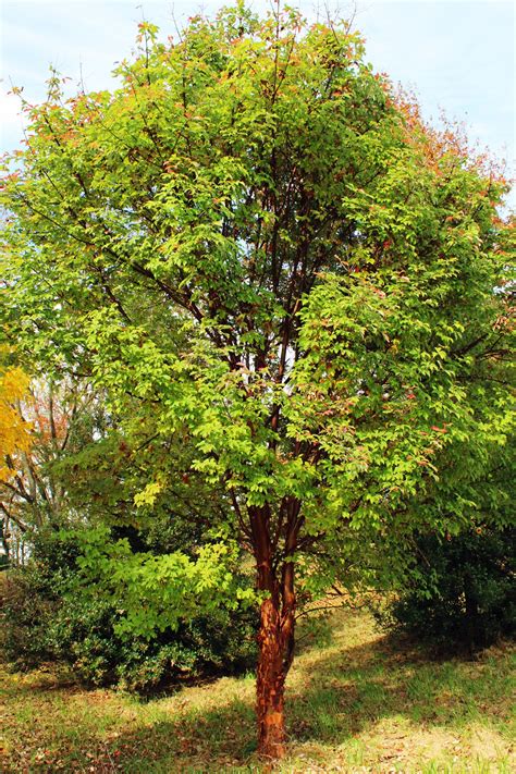 Curly Maple Tree Bark