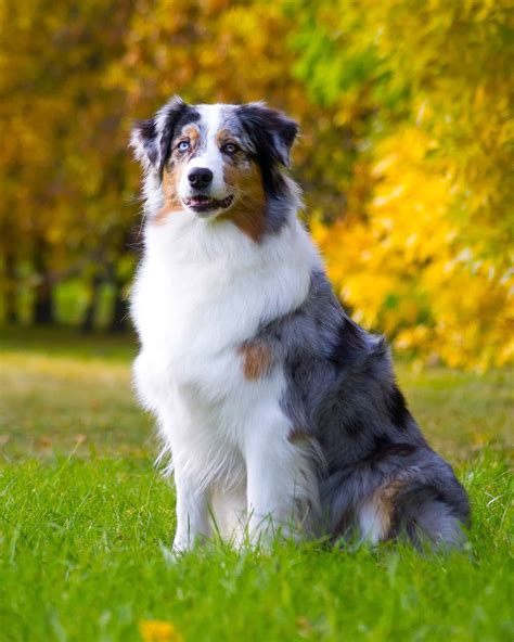 Tri-Color Australian Shepherd: Facts, Genetics, Pictures & More