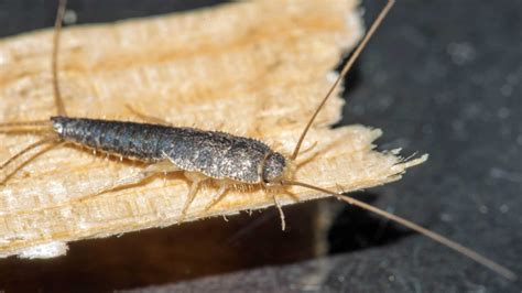 What Do Silverfish Eat? (6 Tips To Get Rid Of Them)