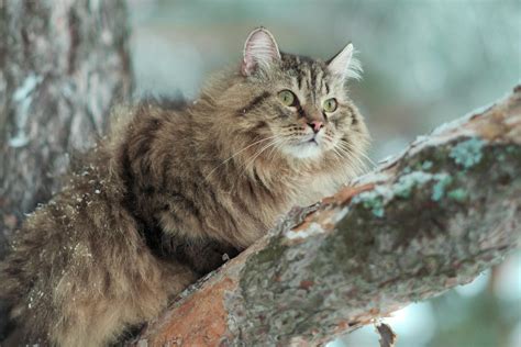 What Is Gargamel's Cat's Name on the Smurfs? [Comprehensive Answer]