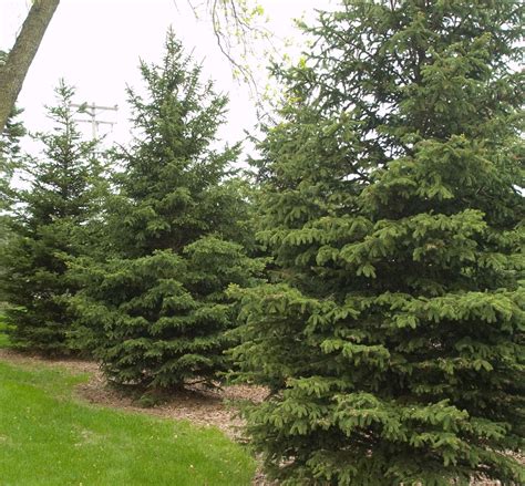 Picea glauca 'Densata' Black Hills White Spruce @ DMF Gardens