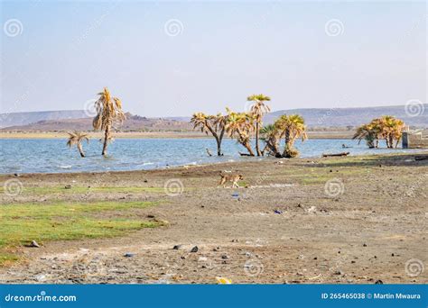 Scenic View of Lake Turkana in Loiyangalani District in Turkana County ...