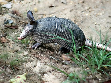 Armadillos and Leprosy: How Hansen's Disease Spreads to Humans | Inverse