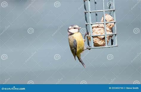 蓝牙喂肥球 库存图片. 图片 包括有 ç¿¼, è‚¥èƒ, ÿç‰©, é€šé… , é¸ÿç±»å­¦ - 222453733