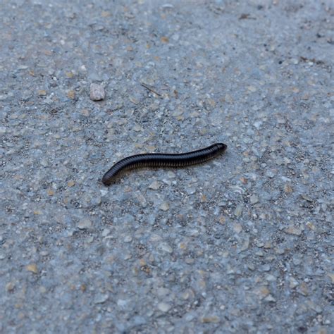 Small Tiny Worms in House - Kapture Pest