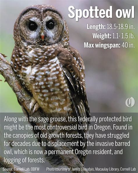 Owls of Oregon: Get to know the 14 species found here, from pygmy to ...