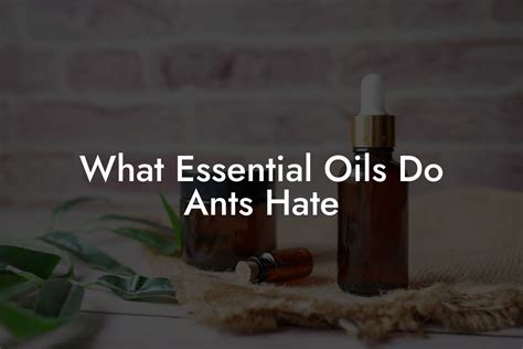 What Essential Oils Do Ants Hate | Oshu | Artisan Essential Oils