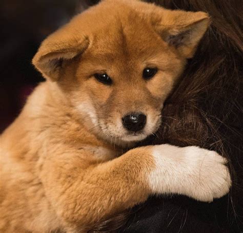 Dingoes first arrived in Australia on boats 3,000 years ago • Earth.com