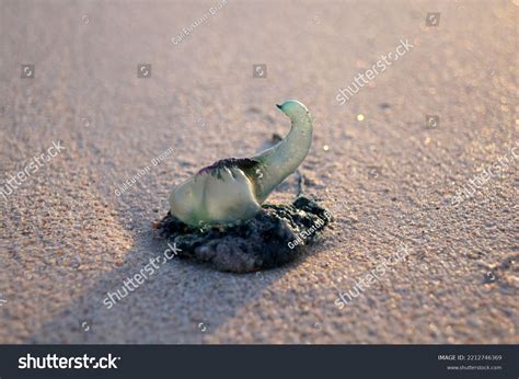 Blue Bottle Jelly Fish Texture: Over 69 Royalty-Free Licensable Stock ...