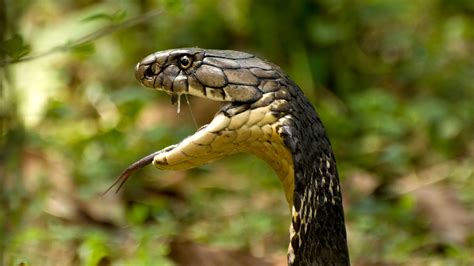 10 Things You Need To Know About The King Cobra | Nature inFocus