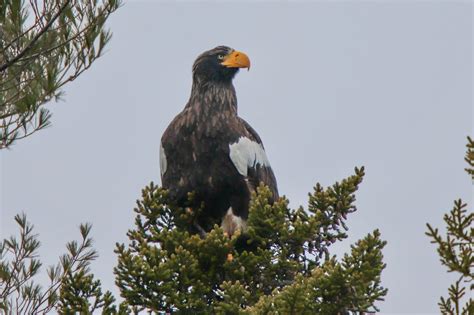See a Rare Steller's Sea Eagle in Maine - New England