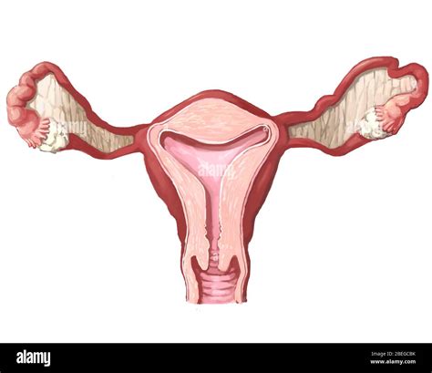 Real Pic Of Uterus