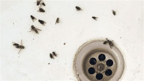 How to get rid of drain flies — follow these 7 steps | Tom's Guide
