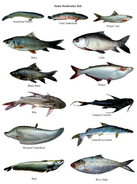 Image result for Fish Shell Argparse Examples
