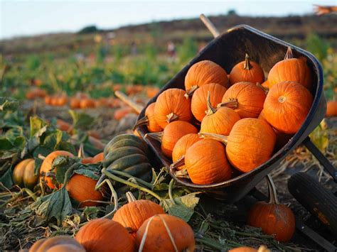 The Best Pumpkin Patches Across the U.S.