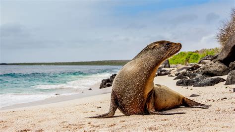 Galápagos Sea Lion (Zalophus wollebaeki) on a Punta Suarez beach, Hispaniola Island, Ecuador ...