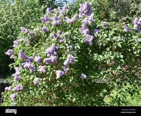 Common purple lilac syringa vulgaris hi-res stock photography and ...