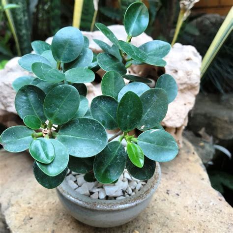 Ficus microcarpa Compacta Plant