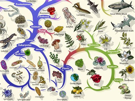 Tree of Life Evolution 的图像结果