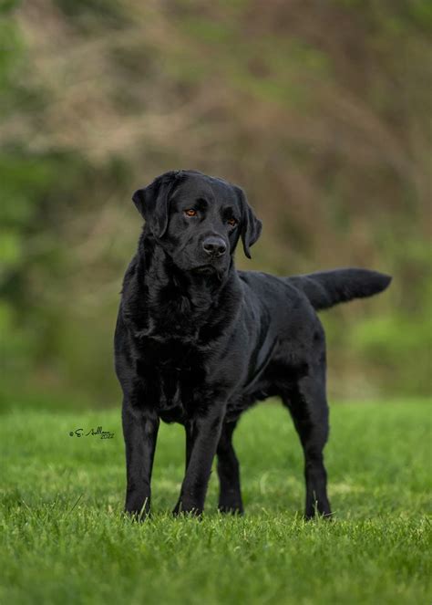 Black English Lab Puppies