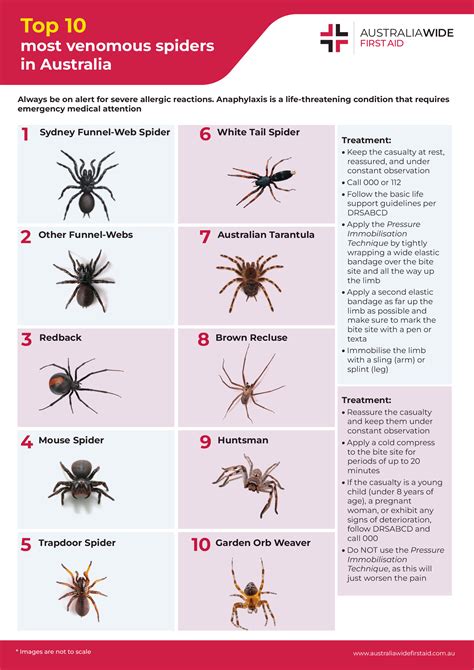 Spiders in Australia: What You Need to Know | BioPest Adelaide