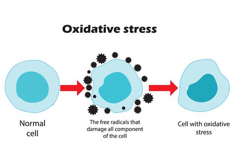Oxidative stress. From normal cells, to oxidative stress and aggressive ...