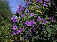 arbusto fiori viola solanum rantonnetii solanum rantonnetii piante da arbusto fiori viola solanum rantonnetii solanum rantonnetii piante da