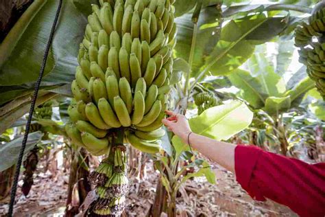 Can consuming unripe bananas eliminate cancer cells?