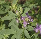 TNAU Agritech Portal :: Sustainable Agriculture