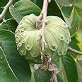 annona cherimola, Hanuman Phal (Grafted) - Plant Cherimoya. hanuman fal ...