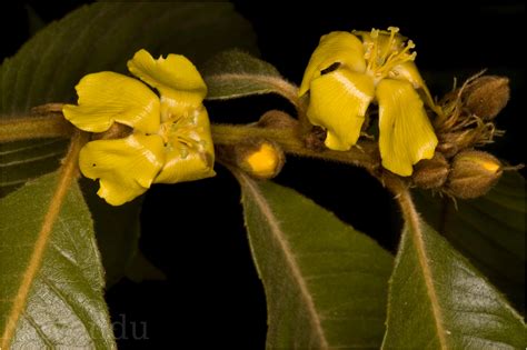Herbarium JCB
