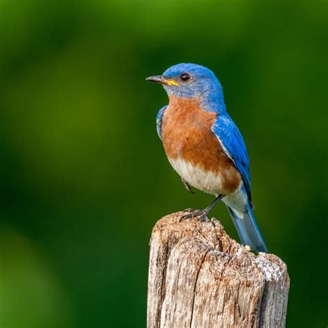 BLUEBIRD OF HAPPINESS DAY - September 24, 2023 - National Today