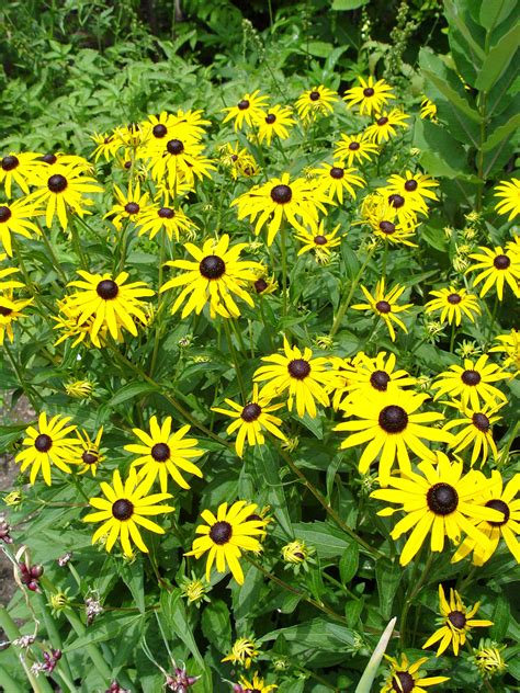 South-central Pennsylvania Native Plants | Garden Housecalls