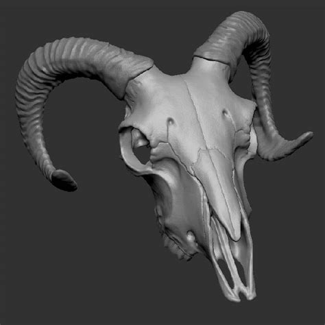 Goat Skull - 3D Model by craft3D