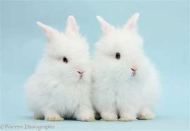 Image result for Fluffy Baby Bunnies Dressed Up