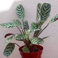 Sky Nursery Maranta Plant | maranta plant live | Maranta leuconeura ...