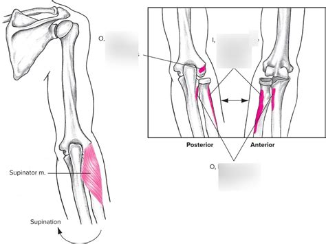 Image result for Supinator Muscle Function